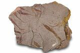 Eocrinoid (Ascocystites) Mortality Plate - Ordovician #305173-4